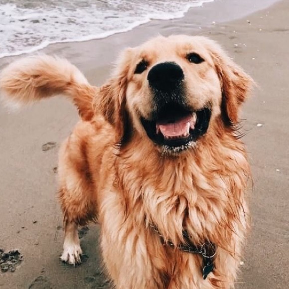 Meet your Posher, Addie - Picture 1 of 1